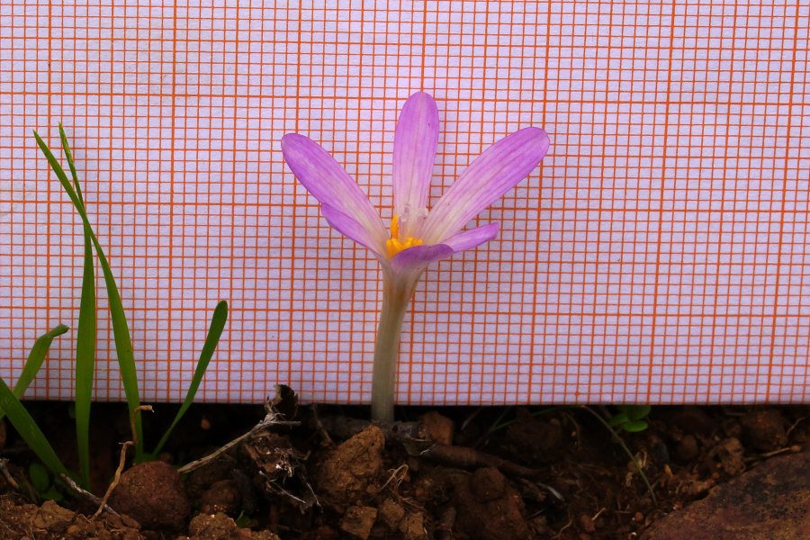 Colchicum cfr. nanum